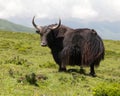 Group of Yaks