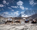 Group of Yaks carrying goods in the Himalayan Mountains Royalty Free Stock Photo