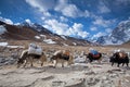 Group of Yaks carrying goods in the Himalayan Mountains