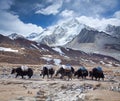 Group of Yaks carrying goods in the Himalayan Mountains Royalty Free Stock Photo