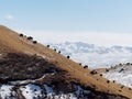 Group of yaks eating grass on slope with snow mountain background, peaceful landscape in Gannan, China Royalty Free Stock Photo