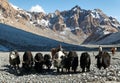 Group of yaks in the great himalayan mountains Royalty Free Stock Photo