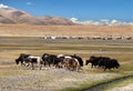 Group of Yaks, Pamir mountains, Tajikistan Royalty Free Stock Photo