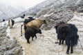 Group of yaks in snow covered Manang Annapurna Circuit Nepal