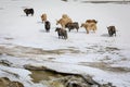 Group of Yaks on snowy valley Royalty Free Stock Photo