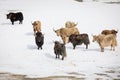 Group of Yaks on snowy valley Royalty Free Stock Photo