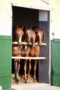 Group of yearlings waiting for riders at the stable door