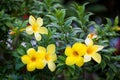 Group of yellow allamanda flowers