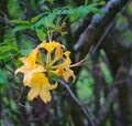 Group Yellow Azalea Wildflowers