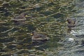 Group of yellow-billed ducks swimming at a lake in South America Royalty Free Stock Photo