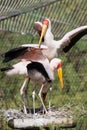 Group of Yellow-billed stork (Mycteria ibis) Royalty Free Stock Photo