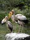group of Yellow-billed Stork, Mycteria ibis, stands on a large boulder Royalty Free Stock Photo