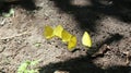 Group of yellow butterflies feeding on sand