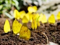 A Group of Yellow Butterflies