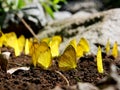 A Group of Yellow Butterflies