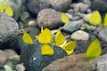 Group of Yellow Butterflies Puddlingon Granite Stone. Indonesia Butterflies Swarm Licking and Eats Mineral in Ranca Upas Ciwidey Royalty Free Stock Photo