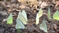Group of yellow butterfly setting on ground Royalty Free Stock Photo