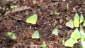 Group of yellow butterfly setting on ground Royalty Free Stock Photo