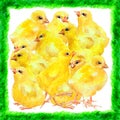 Group of yellow chickens on green grass, watercolor