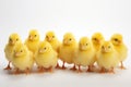 A group of yellow chicks standing on a white background, created by Generative AI