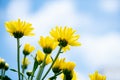 Group of yellow chrysanthemum flowers or Thai name is Appa Lueang on white and blue sky background Royalty Free Stock Photo