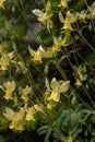 Group of Yellow Columbine Wildflowers
