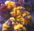 Group of yellow corals