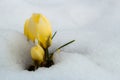 Group of yellow crocus flowers in snow Royalty Free Stock Photo