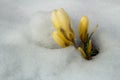 Group of yellow crocus flowers in snow Royalty Free Stock Photo