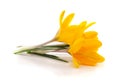 Group of yellow crocuses Royalty Free Stock Photo
