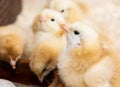 Group of yellow cute chicks