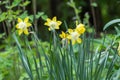 Group yellow daffodils in the garden. Blossom little narcissus.