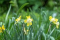 Group yellow daffodils in the garden. Blossom little narcissus.