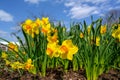 A group of yellow daffodils gather together for a day in the sun