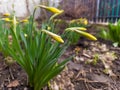 A group of yellow daffodils growing in a garden next to a fence Royalty Free Stock Photo