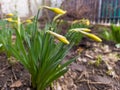 A group of yellow daffodils growing in a garden next to a fence Royalty Free Stock Photo