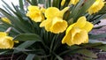 A group of yellow daffodils in the spring garden