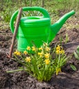 Group of yellow daffodils, watering can and hoe on a bed Royalty Free Stock Photo