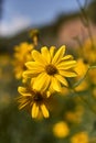 A group of yellow daisies. Dimorphotheca sinuata Royalty Free Stock Photo