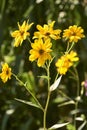 Group of yellow daisies. Dimorphotheca sinuata. Macro Royalty Free Stock Photo