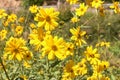 Group of yellow daisies. Dimorphotheca sinuata. Macro Royalty Free Stock Photo