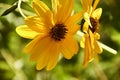 Group of yellow daisies. Dimorphotheca sinuata. Macro and detail Royalty Free Stock Photo