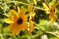 Group of yellow daisies. Dimorphotheca sinuata Royalty Free Stock Photo