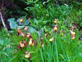 Group of yellow and dark red blooming Cypripedium calceolus