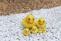 Group of yellow duck statue on white and brown rock garden Royalty Free Stock Photo