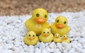 Group of yellow duck statue on white and brown rock garden Royalty Free Stock Photo