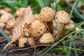 Group of yellow false honey mushrooms is on a stump with green grass and oak leaf in a forest in autumn Royalty Free Stock Photo