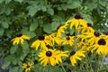 Black-eyed susans in flower bed in summer garden Royalty Free Stock Photo