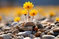 a group of yellow flowers growing out of a pile of rocks Royalty Free Stock Photo