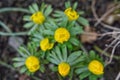 Group of yellow flowers